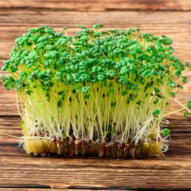 Микрозелень горчицы XXL